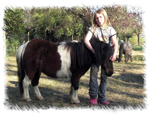 Breed Miniature Horse - Dreamcatcher, a skewbald at the stud of Surrey Family Pets near Weybridge Surrey