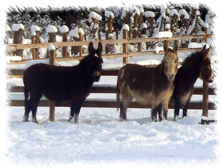 Three of our Miniature Mediterranean Donkeys in the snow at the donkey stud of Surrey Family Pets near Weybridge Surrey