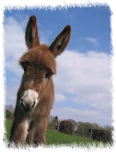 Greta - Breed of Donkey: Miniature Mediterranean Donkey. Breeding Jenny at stud of Surrey Family Pets near Weybridge Surrey