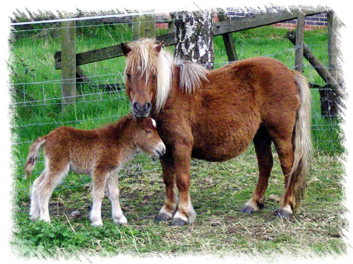 Breed: Miniature Shetland Pony - This is Fudge with her previous foal