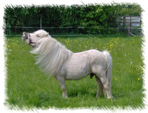 Miniature Shetland Ponies - Pony Stud for hire