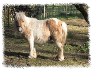 Breed Miniature Horse - This mare is Polly Pocket, in foal at the stud of Surrey Family Pets near Weybridge Surrey