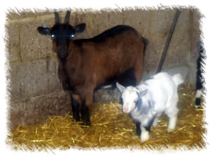 Breed: Pygmy Goats - Kid called Harry for sale from Surrey Family Pets - Breeders of Goats & other namilas inluding Australian Miniature Labradoodles and Miniature Medditerranean Donkeys