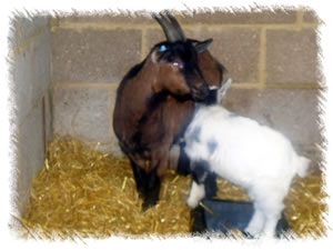 Breed: Pygmy Goats - This kid called Harry is picured with mother Bailey