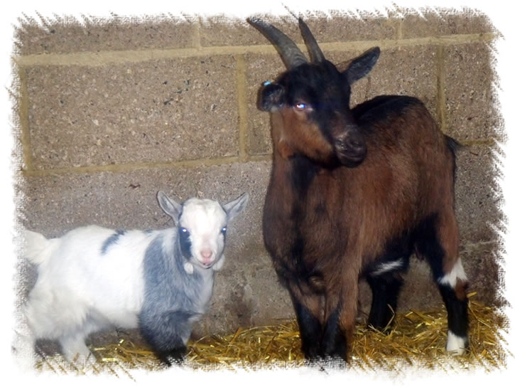 Breed: Pygmy Goats - Kid for sale named Harry - The Goatis called Bailey, she is the kid's mother