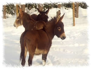 Summer with other Miniature Mediterranean Donkeys in snow at stud of Surrey Family Pets near Weybridge Surrey