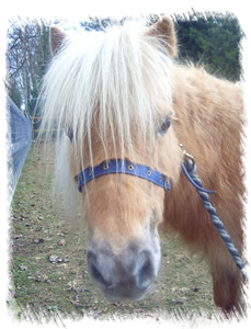 Breed: Miniature Shetland Ponies - This is Polly a 34 inch palomino Miniature Shetland Pony