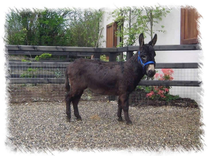 Stud Miniature Mediterannean Donkey - Our Jack Balackadder