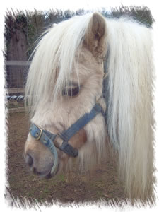 Cosmo is our Shetland Pony Stud. He is available for stud and coverd our breeding Miniature Shetland Ponies, due to foal this year