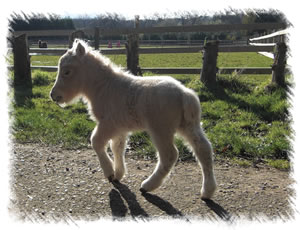 Breed Miniature Horse - Tiny foal 'Ronnie' at the stud of Surrey Family Pets near Weybridge Surrey