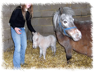 New born foal 'Ronnie' with mum Sorella, a horse registered with the International Horse & Pony Society