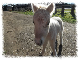 Ne born foal 'Ronnie' at the stud of Surrey Family Pets near Weybridge Surrey
