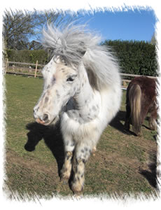 Breed  Miniature Horse - this horse is called Dotty, a one year old filly for sale at Surrey Family Pets near Weybridge Surrey