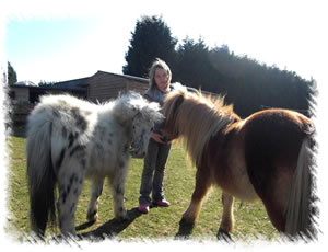 Miniature horses for sale at the Stud of Surrey Family Pets, near Weybridge Surrey