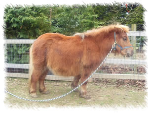 Breed: Miniature Shetland Pony - This is Fudge, a miniature Shetland Pony expecting a foal in May by our stud Cosmo