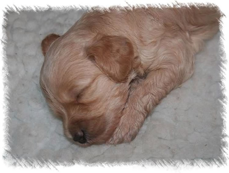 Now breeding and selling Weimardoodle Puppies - Previously Labradoodles