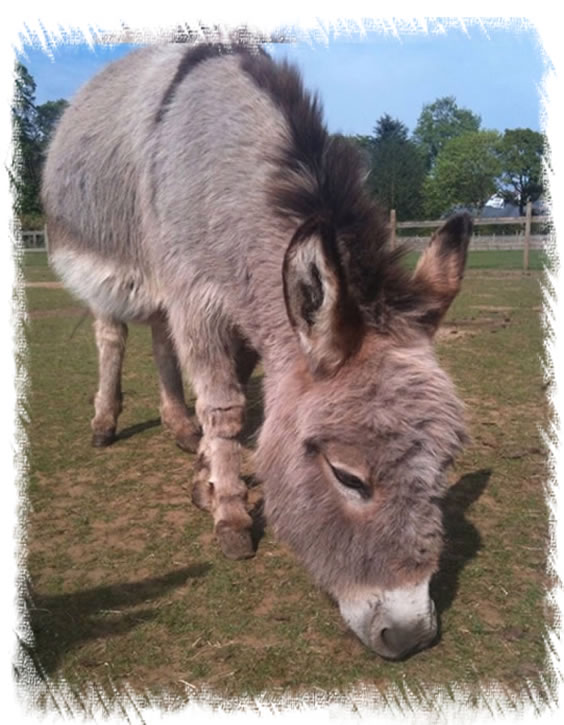 Miniature Mediterannean Donkey Jenny - Surrey Donkey Stud Farm