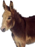 Miniature Mediterranean Donkeys for Sale from Donkey breeders near Weybridge Surrey