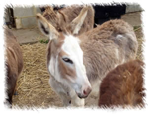 Milkshake's summer coat - Breed of Donkey: Miniature Mediterranean Donkey. Breeding Jenny at stud of Surrey Family Pets near Weybridge Surrey
