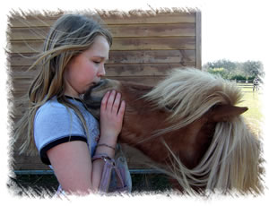 Miniature horse named Galaxy at the stud of Surrey Family Pets near Weybridge Surrey