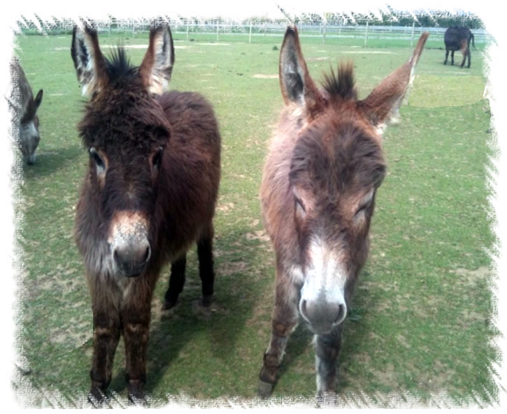 miniature donkeys bensonrio