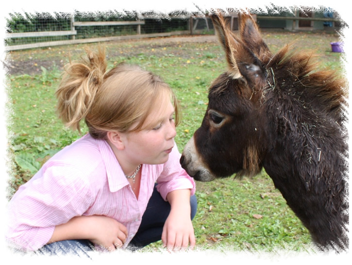 Miniature Mediterranean Donkey Foal Benson for Sale