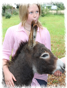 Miniature Mediteraannean Donkey Foal Benson For sale