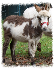 Donkey Foal Elsie for Sale with mother Buttons - Donkey Breeders Surrey