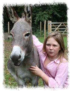 Miniature Mediterannean Donkey Lottie - Breeding Jenny