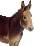 Miniature Mediterranean Donkeys for Sale from Weybridge Surrey Breeders