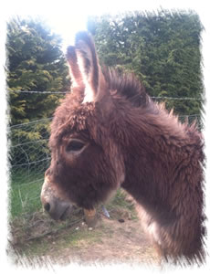 Miniature Donkey Benson
