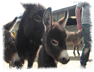 New Born Foal Merlin - Breed: Miniature Mediterranean Donkey at the stud of Surrey Family Pets, near Weybridge Surrey