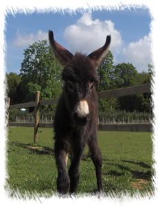Foal Merlin - Breed: Miniature Mediterranean Donkey at the stud of Surrey Family Pets, near Guildford Surrey