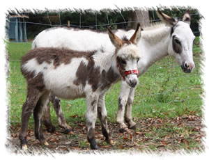 Surrey Donkey Breeders near Guildford: Breeding Jenny Buttons with her foal