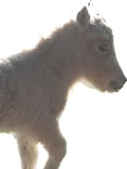 Miniature Horses & Foals for Sale from Weybridge Surrey Breeders