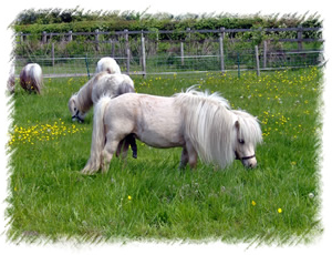 Breed: Miniature Shetland Pony - Stud for hire from Surrey breeders - close to Berkshire, Middlesex, Sussex, London, Hampshire & Oxfordshire
