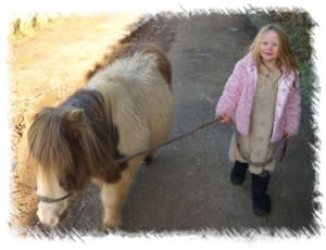 Miniature Shetland Ponies - Breeding Mares, Ponies For Sale & Miniature Shetland Stud