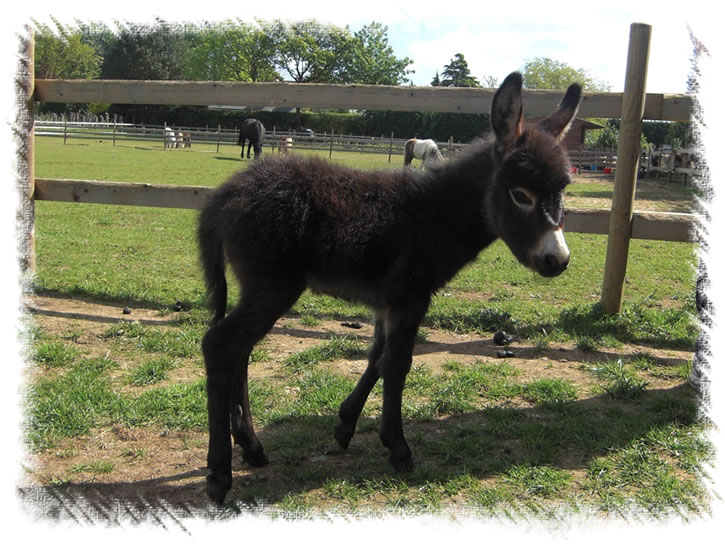 Miniature Donkeys - Merlin at our Donkey stud near Weybridge Surrey
