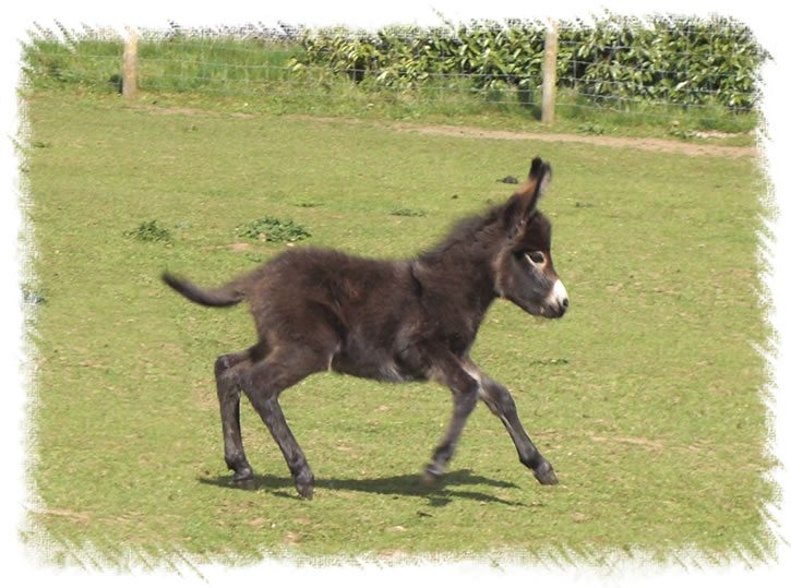 Donkey Foal Merlin - Breed: Miniature Mediterranean Donkeys at the stud of Surrey Family Pets, near Weybridge Surrey