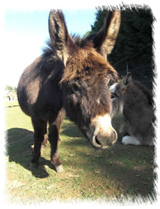 Morning Star - Breed of Donkey: Miniature Mediterranean Donkey. Breeding Jenny at stud of Surrey Family Pets near Weybridge Surrey