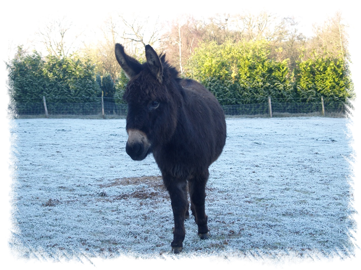 Breeding Jenny Oakley - Breed: Miniature Mediterranean Donkey at the stud of Surrey Family Pets, near Weybridge Surrey