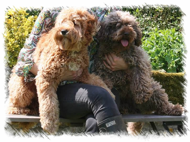 Australian Miniature Labradoodles - Parents of our Puppies - We are members of the Labradoodle Club of Great Britain