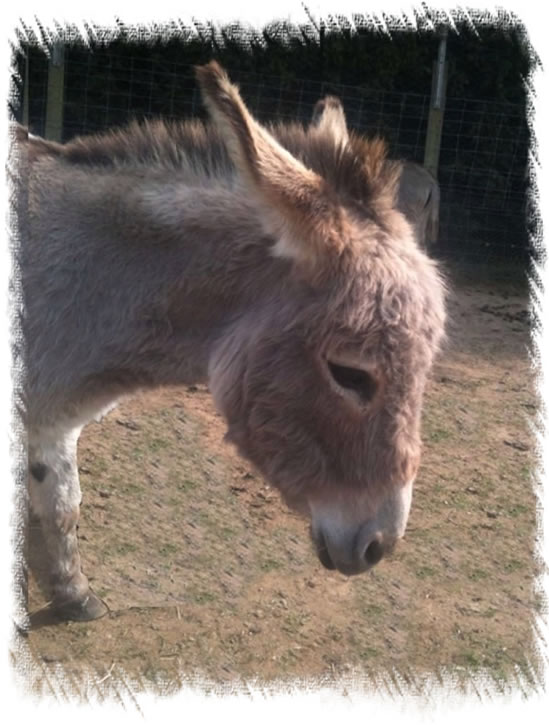 Breeding Jenny Phobe - Miniatuture Mediterannean Donkey - Surrey Donkey Breeders