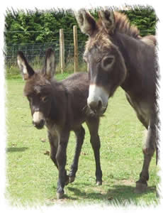 Donkey Breeders Surrey: Breeding Jenny Star with foal