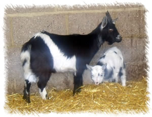 Breed: Pygmy Goats - Kid for sale named Flora - here's Flora with mother Domino