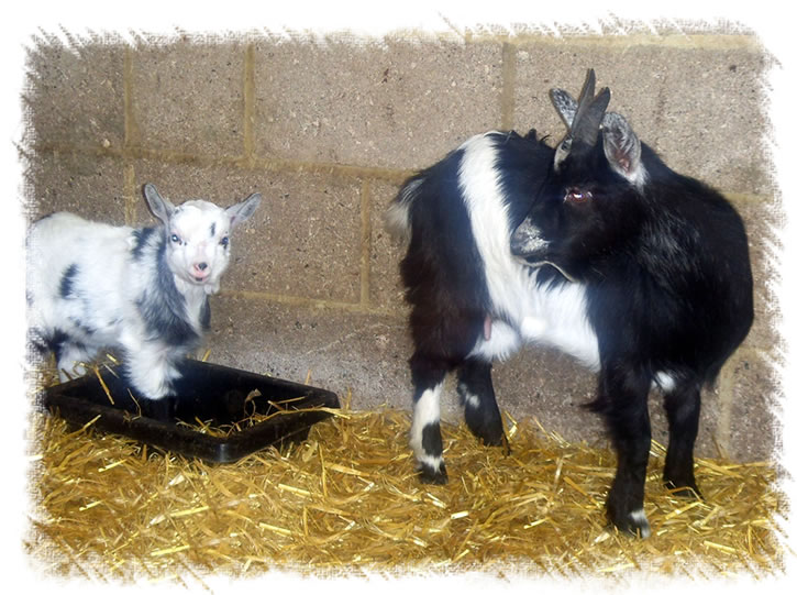 Breed: Pygmy Goats - Kid for sale named Flora - here she is with mother Domino