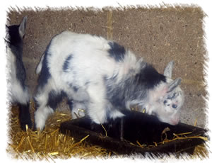 Breed: Pygmy Goats - Kid for sale named Flora