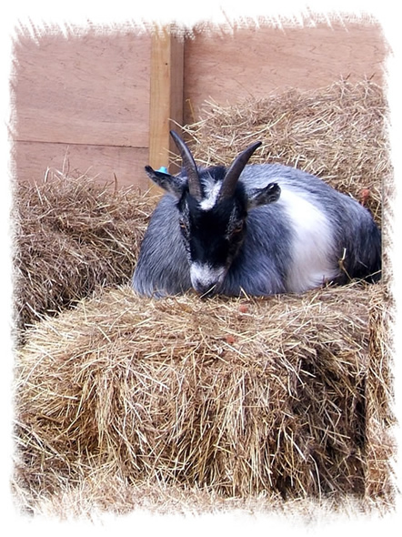 Pygmy Goats - We breed and sell Pygmy Goats & Kids