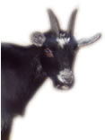 Pygmy Goats & Kids For Sale from Weybridge Surrey Breeders - close to Berkshire, Middlesex, Sussex, London, Hampshire & Oxfordshire