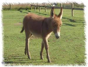 Born in May to mother Rose, a stunning red foal named Rio
